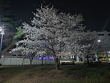 벚꽃 [2]