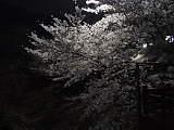 밤벚꽃 ..