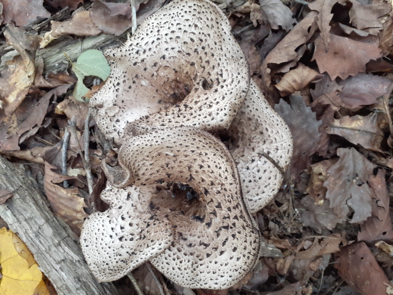 스와트 신고 능이 산행