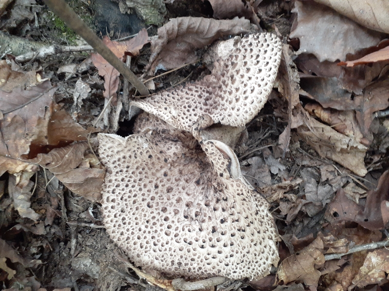 스와트 신고 능이 산행