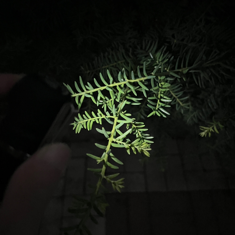 최고의 EDC 라이트입니다