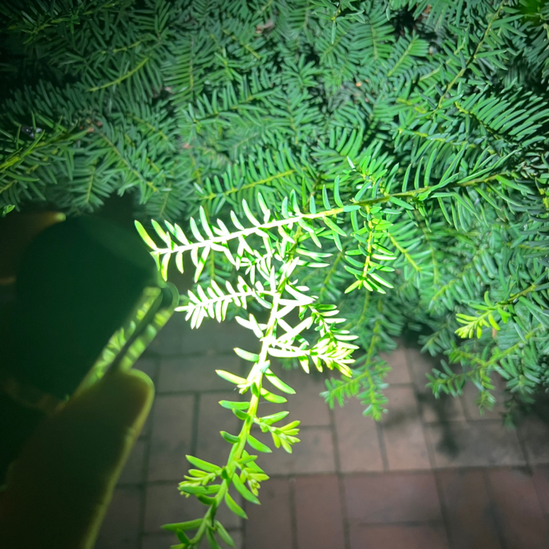 최고의 EDC 라이트입니다